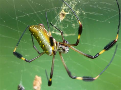 Golden Silk Spider from Chilamate Heredia Sarapiquí Costa Rica on