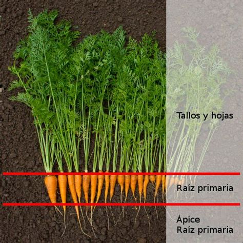 Qué Parte De La Planta Es La Zanahoria