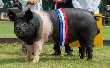 Great Yorkshire Show Hampshire Boar Takes Top Spot Farm News