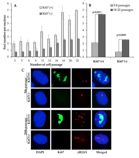 Accumulation Of Spontaneous H Ax Foci In Long Term Cultured