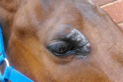 This Is What It Looks Like When Horses Have Cancer Malgré Tout Media