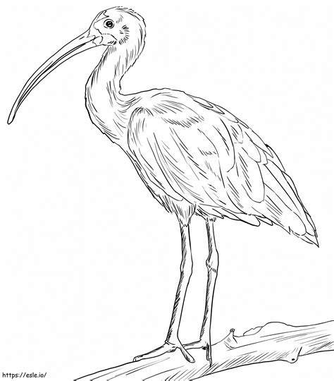 Scarlet Ibis Coloring Page