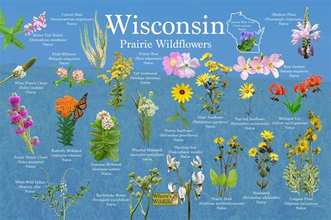 Prairie Wildflowers Of Wisconsin State Flower Guide Etsy