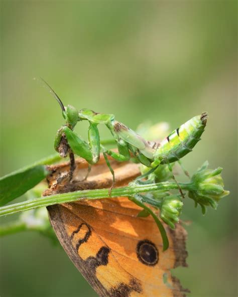 Premium Photo | Close up view of green mantis eating butterfly on branches