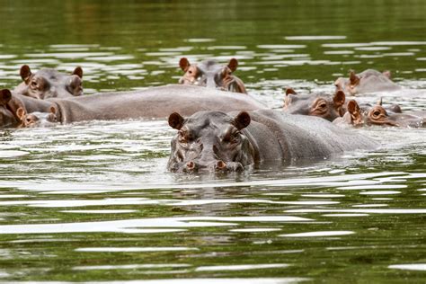 Pablo Escobar's 'Cocaine Hippos' Spark Conservation Fight | Scientific American