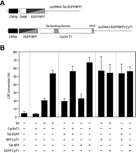 Transactivation Of Hiv 1 Ltr By Tat And Cyclin T1 Fused To Egfp And