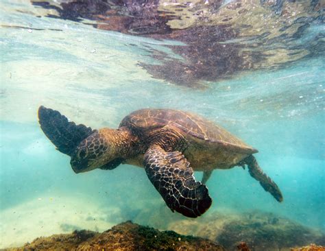 Hawaiian Green Sea Turtle on Behance