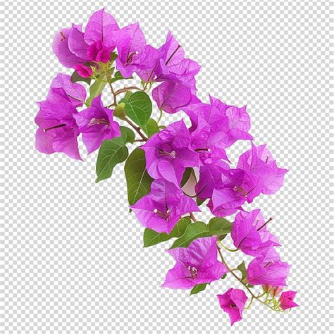 Premium Psd Bougainvillea Flower Isolated On Transparent Background