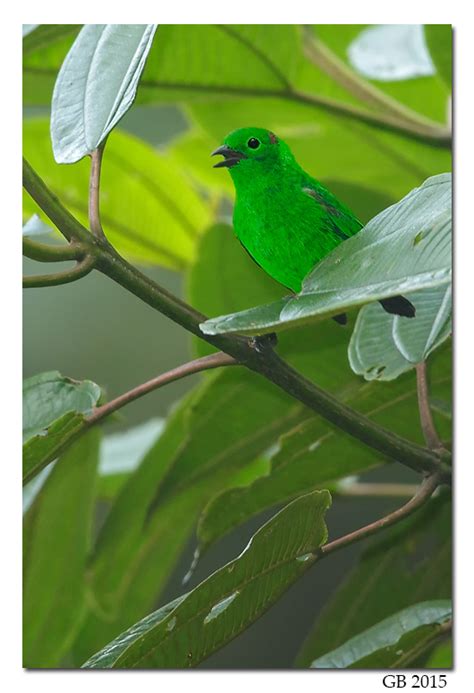 Glistening Green Tanager