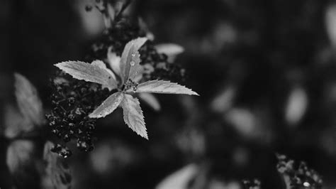 Rainy Dreary Cloudy Day Fujifilm X Pro Acros Simulation W Flickr