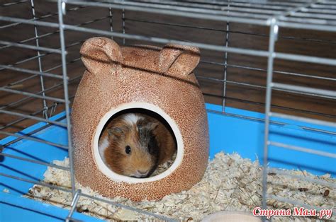 Домик для морской свинки своими руками фото и видео