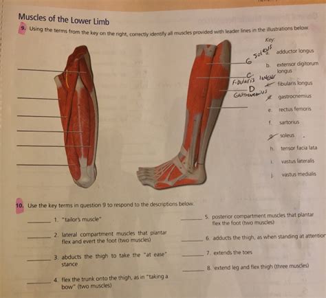 Solved Muscles Of The Lower Limb Review Sheet Questions Chegg