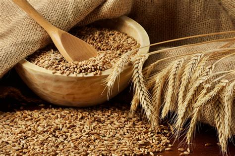 Wheat Allergy In Cats Symptoms Causes Diagnosis Treatment