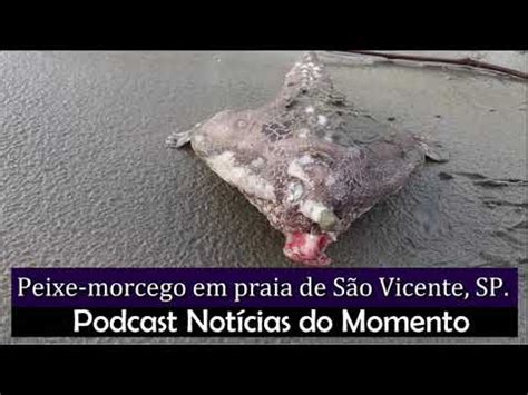 Peixe morcego aparece em praia do litoral de São Paulo YouTube