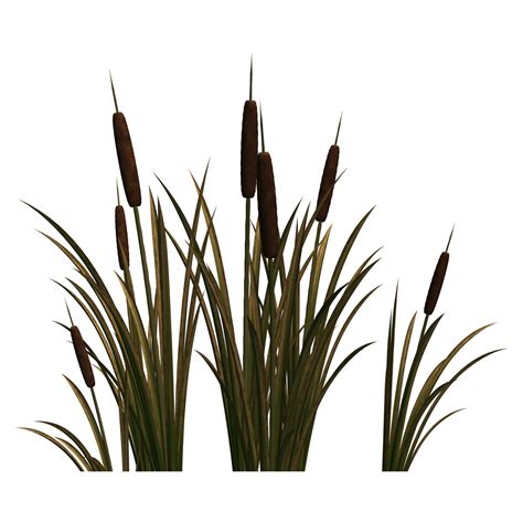 Камыш на прозрачном фоне - фото и картинки abrakadabra.fun