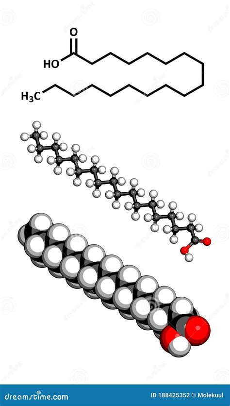 Stearic Acid Saturated Fatty Acid, Molecular Model Cartoon Vector ...