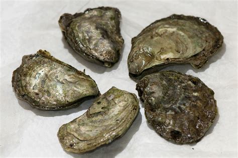 Устрицы: что это, виды, чем полезны, как правильно есть