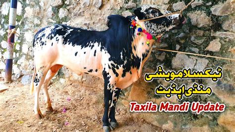 Today Taxila Mandi Latest Update 1 September 2023 Domail Mandi K