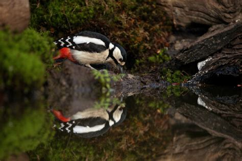 「木に止まる鳥」の写真素材 16540件の無料イラスト画像 Adobe Stock