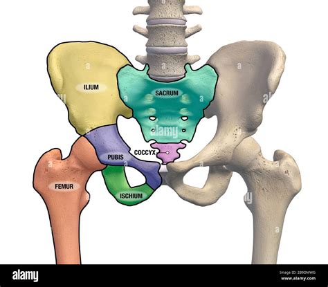 Pelvis and hip bones with major anatomical regions labeled on a white ...