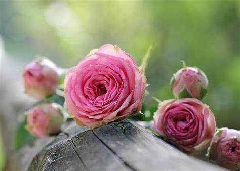Rose Flowers: Planting, Growing, and Caring for Roses