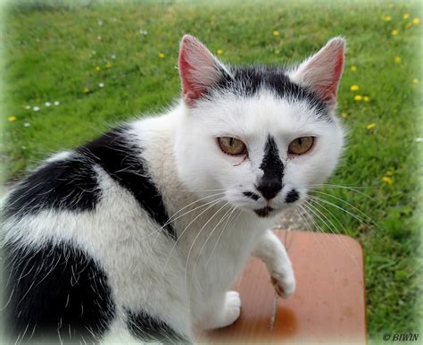 Dalmatiner-Katze ;-) - Hollabrunn