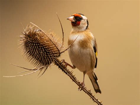 What Do European Goldfinches Eat Complete Guide Birdfact