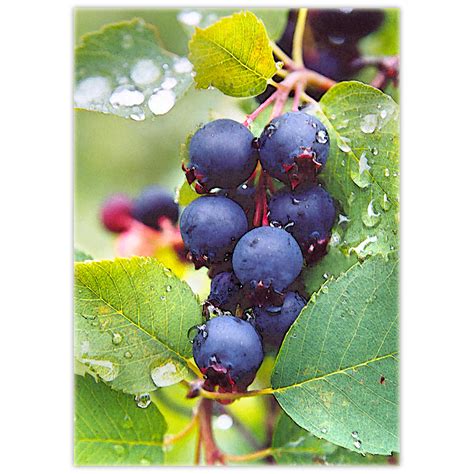 Wild Berries - DōnaBōna Cards