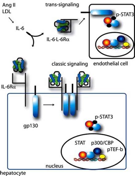 Il 6 Induced Classical And Trans Signaling Pathways Shown Is A