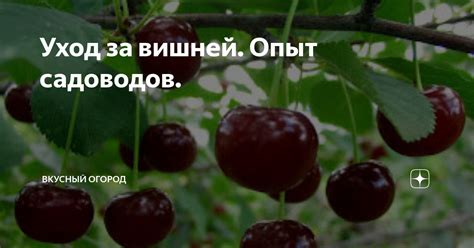 Уход за вишней. Опыт садоводов. | ВКУСНЫЙ ОГОРОД | Дзен