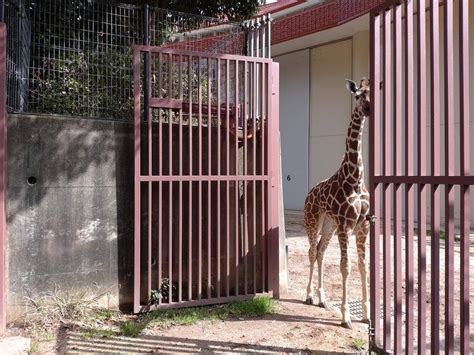 展示場に出る練習を再開しました！こぼれ話｜ブログ金沢動物園公式サイト｜公益財団法人 横浜市緑の協会