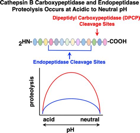 Cathepsin B Dipeptidyl Carboxypeptidase And Endopeptidase Activities