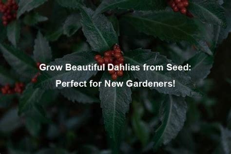 Grow Beautiful Dahlias From Seed Organic Seed Finder