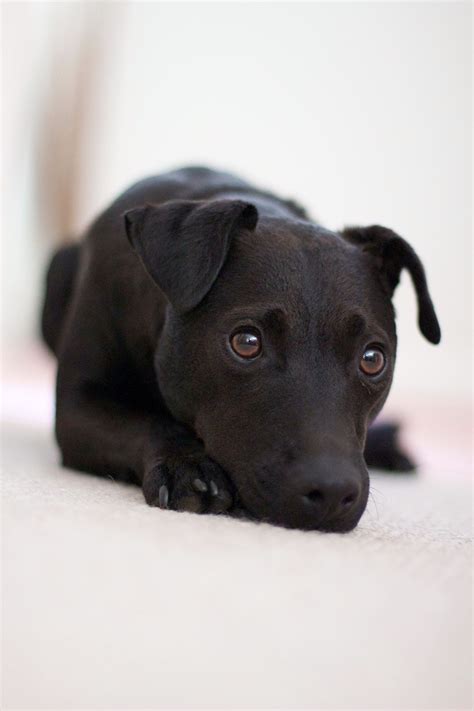 Gorgeous Patterdale Terrier Gunner