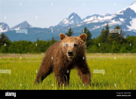 Bears Hi Res Stock Photography And Images Alamy