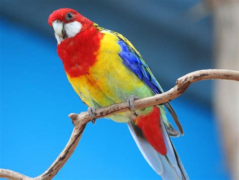 Rosella - Australian Animals Photo (30545136) - Fanpop