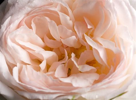 Beetrose Stephanie Baronin zu Guttenberg - Rosa Stephanie Baronin zu ...