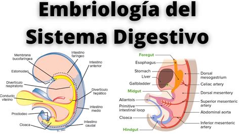 EMBRIOLOGÍA DEL SISTEMA DIGESTIVO YouTube