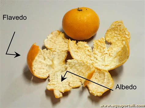 Agrume Définition Illustrée Et Explications