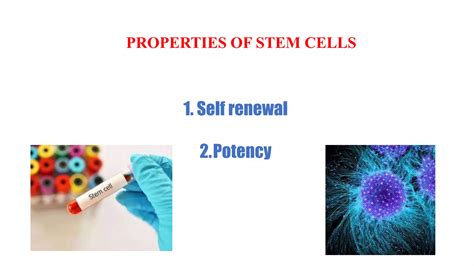 Sources of stem cells | PPT | Free Download