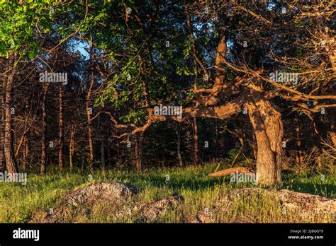 Amazing crooked tree in the forest at sunrise Stock Photo - Alamy