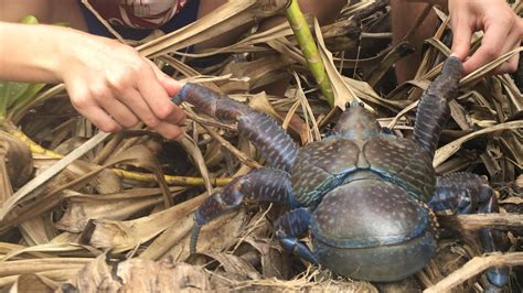 Unverändert Apropos Brillant bikini atoll mutations Abdomen Minze Pflaster