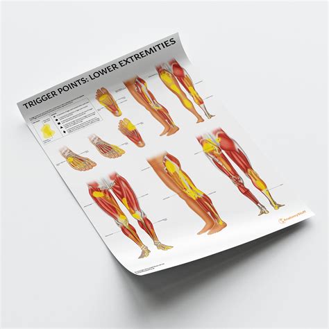 Trigger Points: Lower Extremities | Myofascial Pain Charts – AnatomyStuff