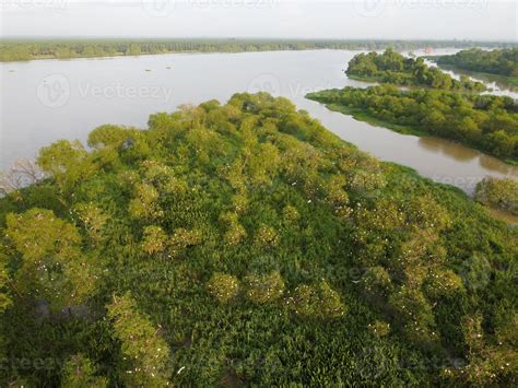 Aerial view habitat of white egret birds 13624062 Stock Photo at Vecteezy