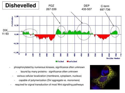 Ppt Wnt Signaling In Development And Disease Powerpoint Presentation