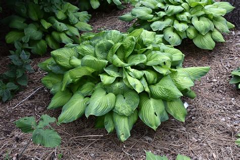 Guacamole Hosta (Hosta 'Guacamole') in Inver Grove Heights, Minnesota ...