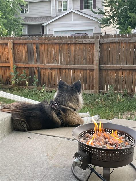 Big Bear 🐻 : r/akita