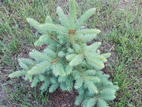 Ель колючая «Kaibab» (Picea pungens «Kaibab») купить саженцы оптом в ...