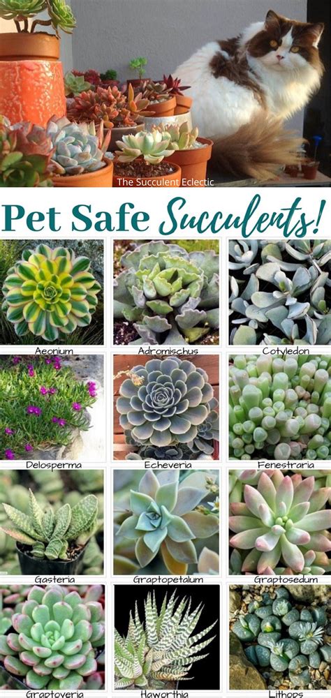 Are succulents poisonous to pets – Artofit
