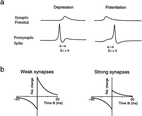 Stable Hebbian Learning From Spike Timing Dependent Plasticity